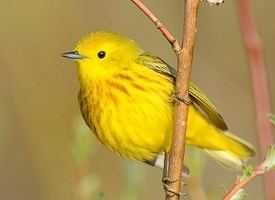 American yellow warbler Yellow Warbler Identification All About Birds Cornell Lab of