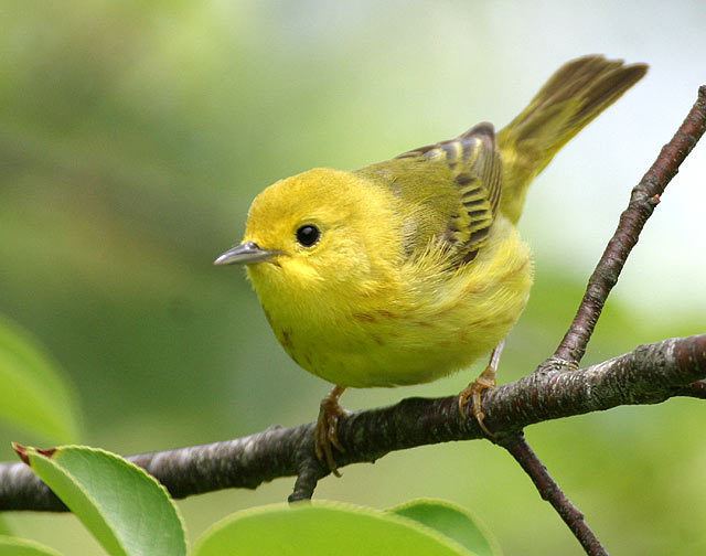 American yellow warbler American Yellow Warbler in Costa Rica Lands in love