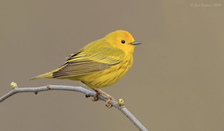 American yellow warbler Vol 2 No 3 The Yellow Warbler Lee39s Birdwatching Adventures Plus