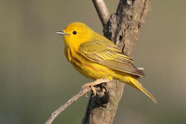 American yellow warbler American yellow warbler Wikipedia