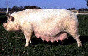 American Yorkshire pig Breeds of Livestock Yorkshire Swine Breeds of Livestock