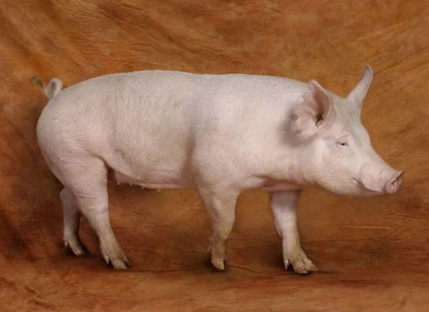 American Yorkshire pig pig The American Yorkshire is a lean pig primarily used for bacon