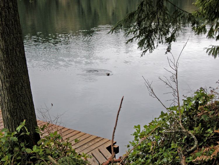 Ames Lake, Washington green2kingcountygovsmalllakesImagesAmesOtter