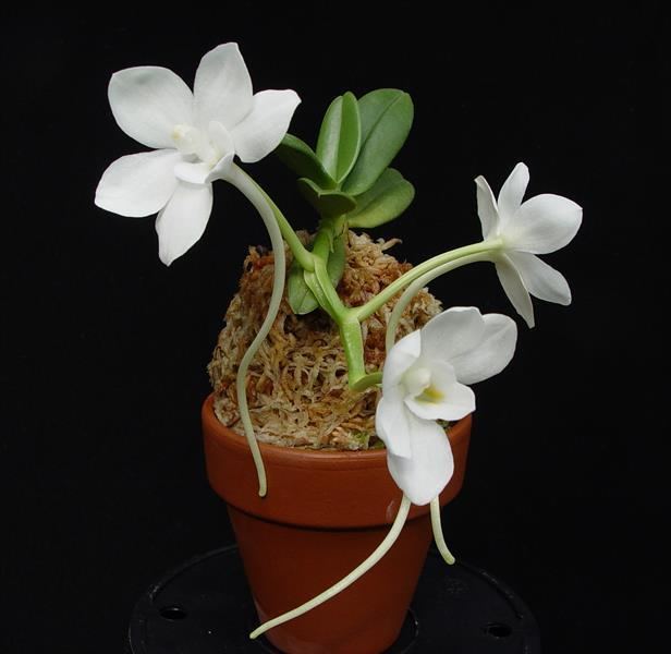 Amesiella Amesiella monticola presented by Orchids Limited