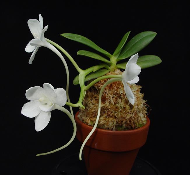 Amesiella Amesiella monticola presented by Orchids Limited