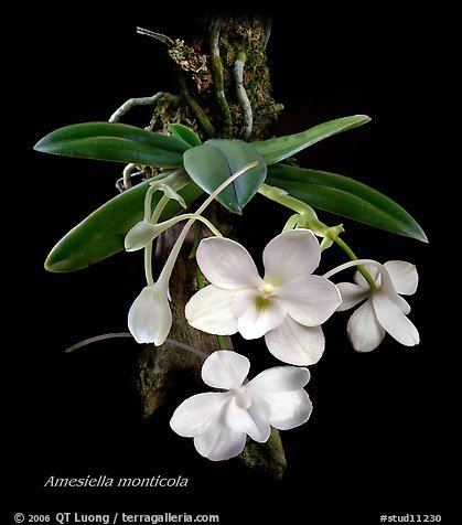 Amesiella PicturePhoto Amesiella monticola A species orchid
