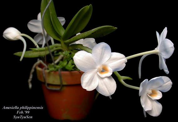 Amesiella Amesiella philippinensis Orchid Angraecum philippinense
