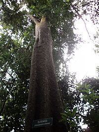 Amesiodendron chinense httpsuploadwikimediaorgwikipediacommonsthu