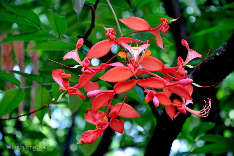 Amherstia AMHERSTIA NOBILIS an Orchidlike flowering tree CIGUDEG pleis