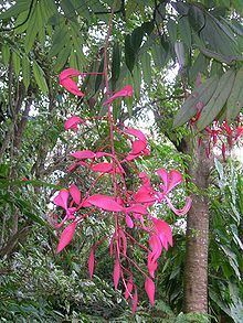 Amherstia Amherstia nobilis Wikipedia la enciclopedia libre