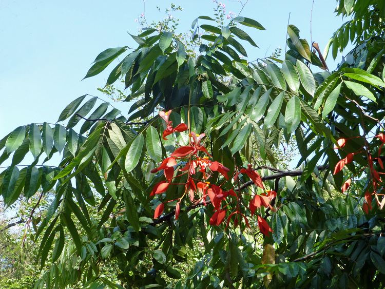 Amherstia FileAmherstia nobilisJardin botanique de Kandyjpg Wikimedia Commons