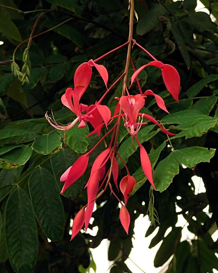 Amherstia Amherstia nobilis Images Useful Tropical Plants