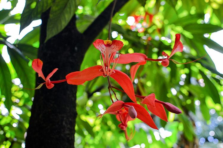 Amherstia Amherstia nobilis IPlantz