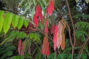 Amherstia Amherstia nobilis TropiScapecomPalmpedia