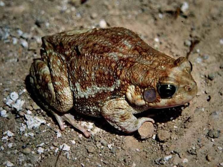 Amietophrynus regularis Amietophrynus regularis Common African toad Bufo regularis