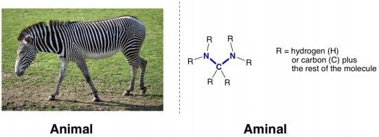 Aminal Animals and Aminals and two kinds of metathesis I Can Has Science