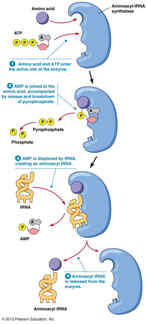 Poster of Aminoacyl tRNA Synthetase Process