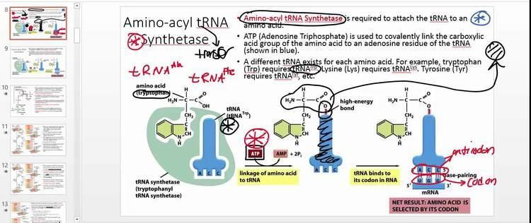 Poster showing the function of Aminoacyl tRNA Synthetase