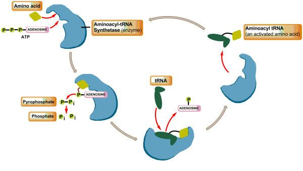 Poster of Enzyme Aminoacyl tRNA Synthetase