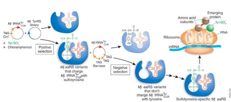Poster of Aminoacyl tRNA Synthetase Mechanism