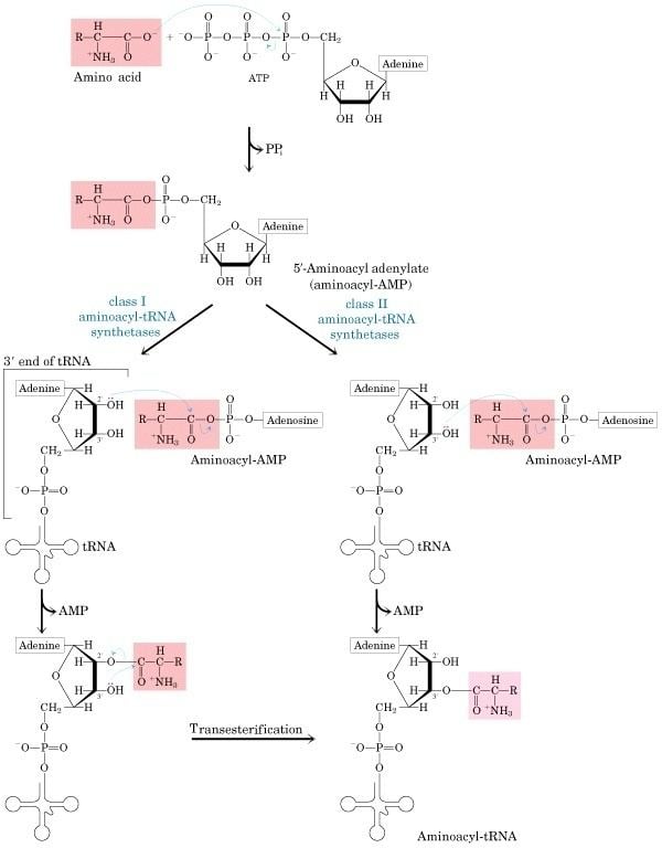 Poster of Aminoacyl tRNA Synthetase
