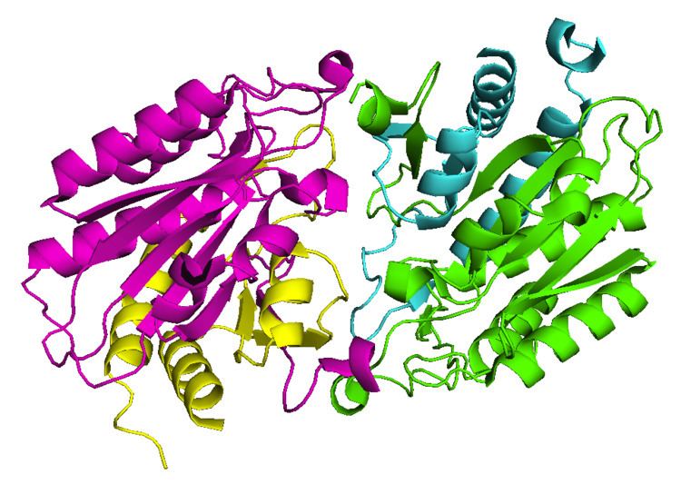 Aminoacylase