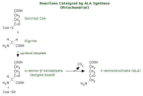 Aminolevulinic acid Deltaaminolevulinic acid synthase ALA synthase reaction