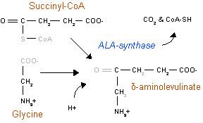 Aminolevulinic acid Aminolevulinic acid synthase Wikipedia