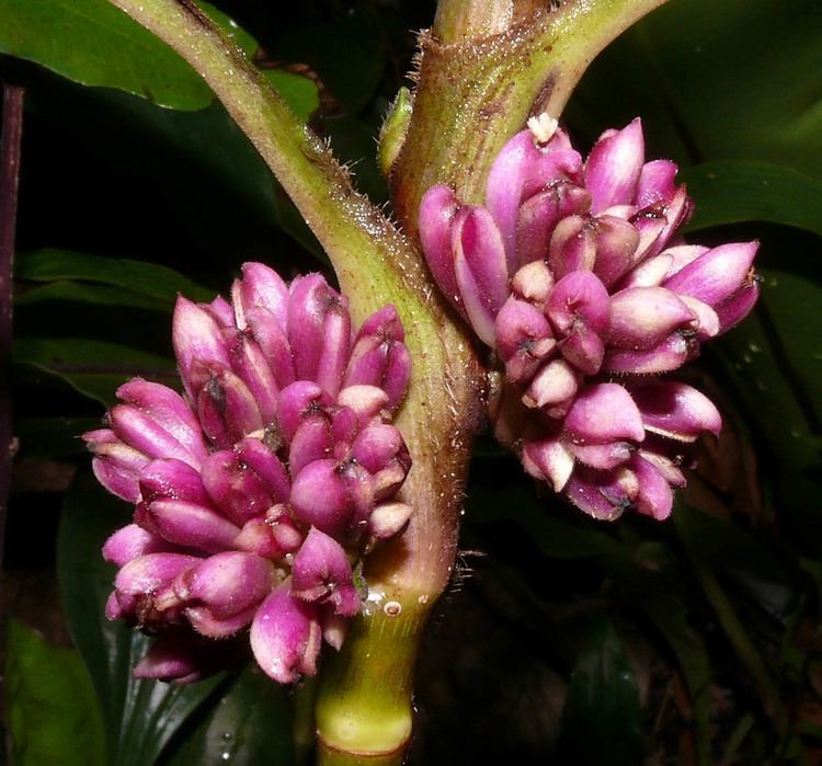 Amischotolype Amischotolype hispida Commelinaceae image 54998 at PhytoImagessiuedu