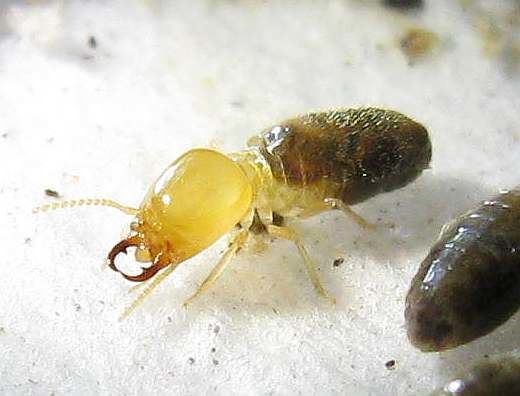 Amitermes Photos and Info on Ants and Termites of Malaysia Amitermes Dentatus