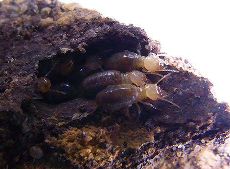 Amitermes Termite pictures Amitermes dentatus Termite Web