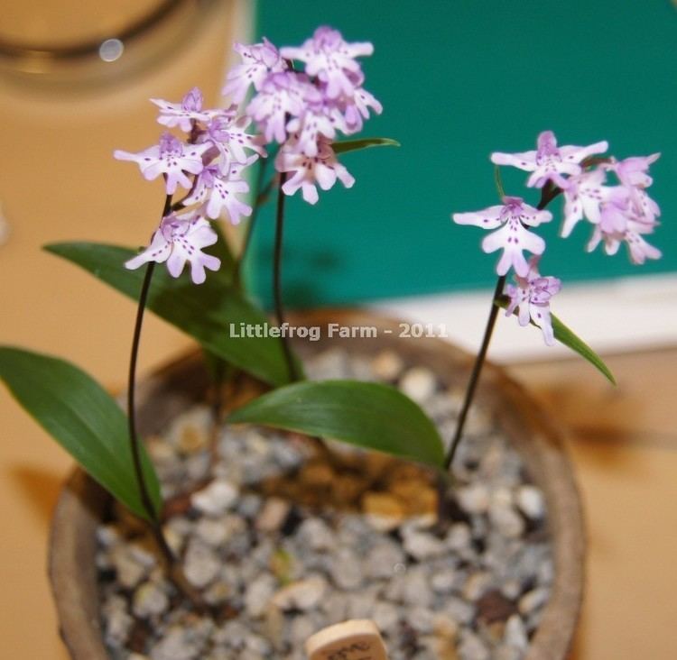 Amitostigma Amitostigma keiskei Orchid Board Most Complete Orchid Forum on