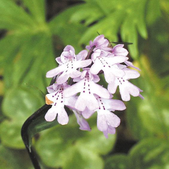 Amitostigma wwwshikokugardencomimages801077jpg