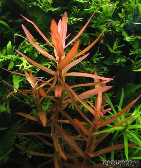 Ammannia gracilis Ammannia gracilis Flowgrow Aquatic Plant Database