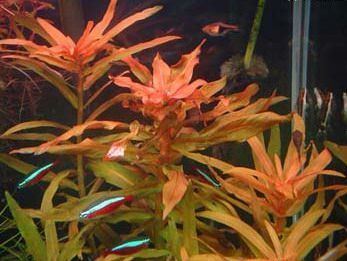Ammannia gracilis plantsrescuecomwpcontentuploads201306Ammann
