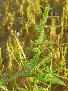 Ammannia multiflora httpsuploadwikimediaorgwikipediacommonsthu