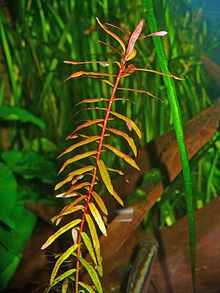 Ammannia senegalensis httpsuploadwikimediaorgwikipediacommonsthu