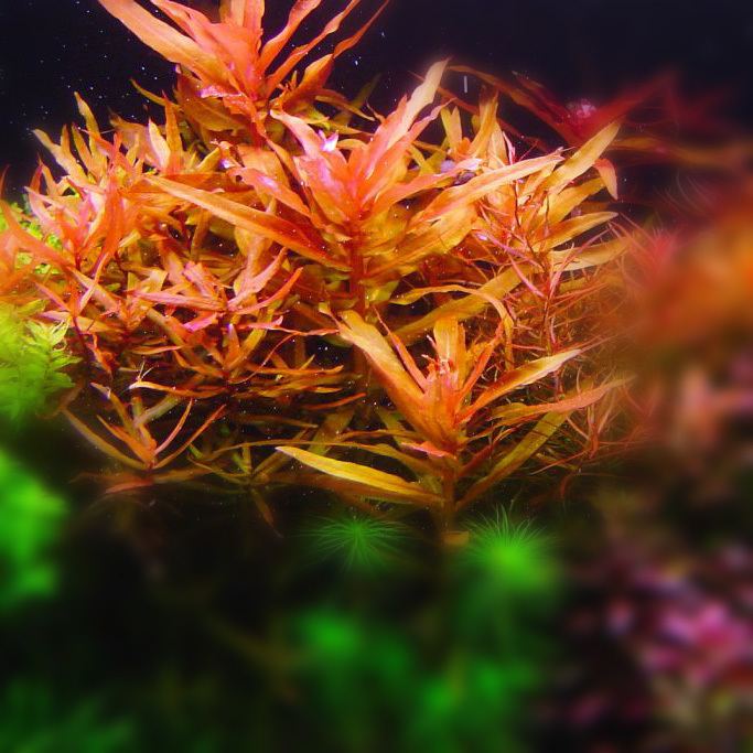 Ammannia senegalensis Ammannia Senegalensis On Sale Now Aquatic Mag