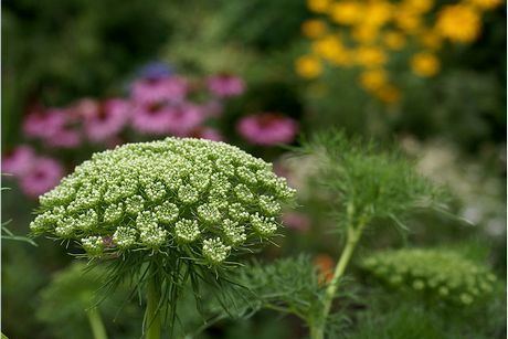 Ammi (plant) Ammi How to Grow Queen Anne39s Lace Bishop39s Weed