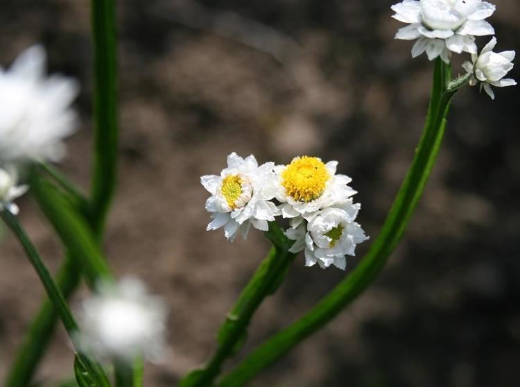 Ammobium alatum Ammobium alatum Seeds 165 from Chiltern Seeds Chiltern Seeds