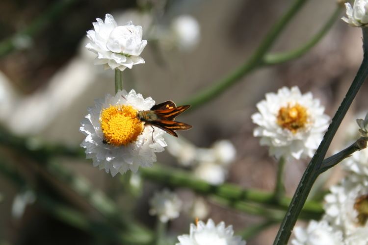 Ammobium alatum Ammobium alatum RBr Checklist View