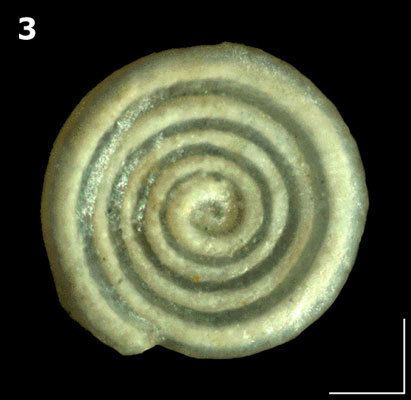 Ammodiscus Ammodiscus latusPaleogene Foraminifera