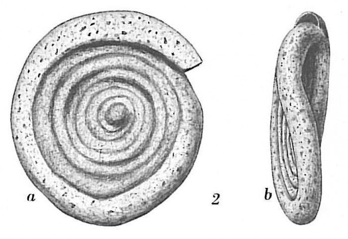 Ammodiscus World Foraminifera Database