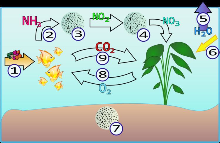 Ammonia poisoning