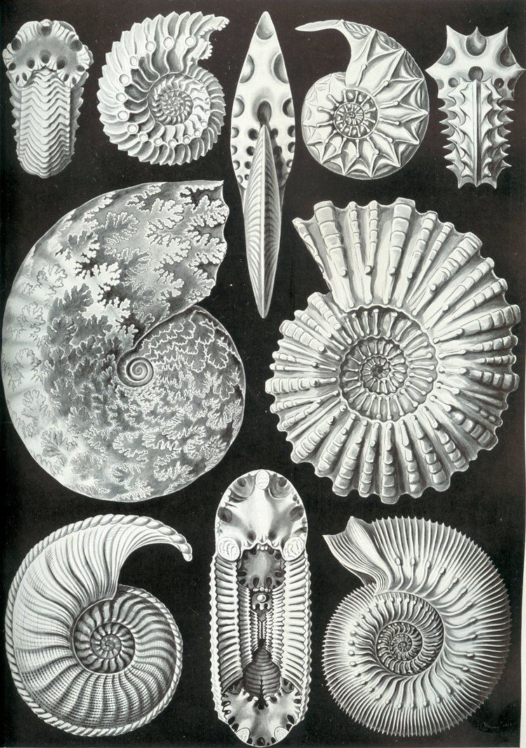 Ammonitida FileHaeckel Ammonitidajpg Wikimedia Commons