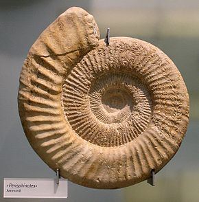 Ammonitida httpsuploadwikimediaorgwikipediacommonsthu