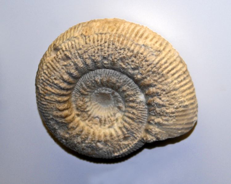 Ammonitida FileAmmonitida Virgatosphinctes spJPG Wikimedia Commons