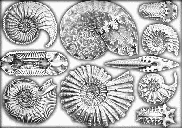Ammonitida Ammonitida Related Keywords amp Suggestions Ammonitida Long Tail