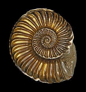 Ammonitina httpsuploadwikimediaorgwikipediacommonsthu