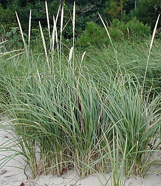 Ammophila breviligulata Ammophila breviligulata Perennial Market Wholesale